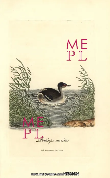 : Horned grebe, Podiceps auritus : Horned grebe, Podiceps auritus
