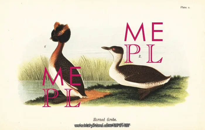  : Horned grebe, Podiceps auritus