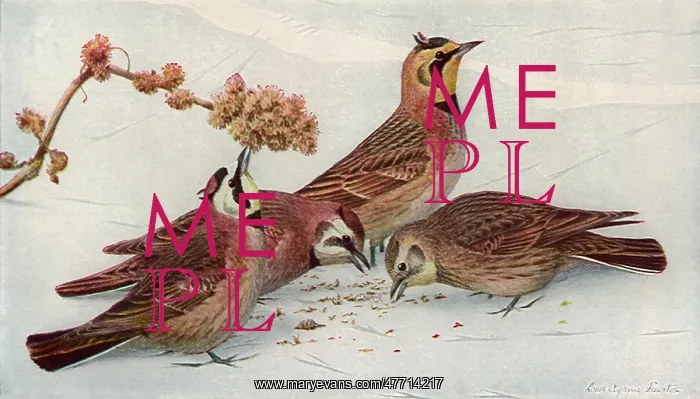  : Horned Larks