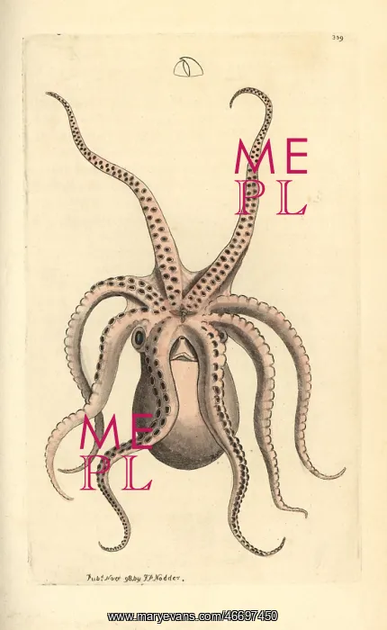 : Horned octopus, Eledone cirrhosa : Horned octopus, Eledone cirrhosa