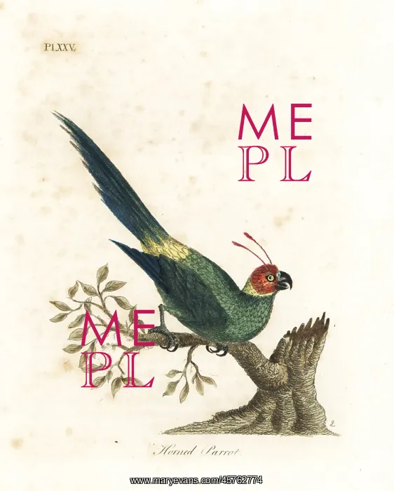 : Horned parakeet, Eunymphicus cornutus. Vulnerable : Horned parakeet, Eunymphicus cornutus. Vulnerable