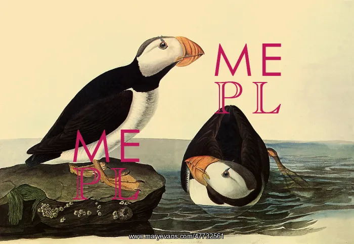 : Horned Puffins : Horned Puffins