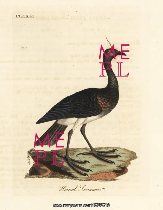 : Horned screamer, Anhima cornuta : Horned screamer, Anhima cornuta