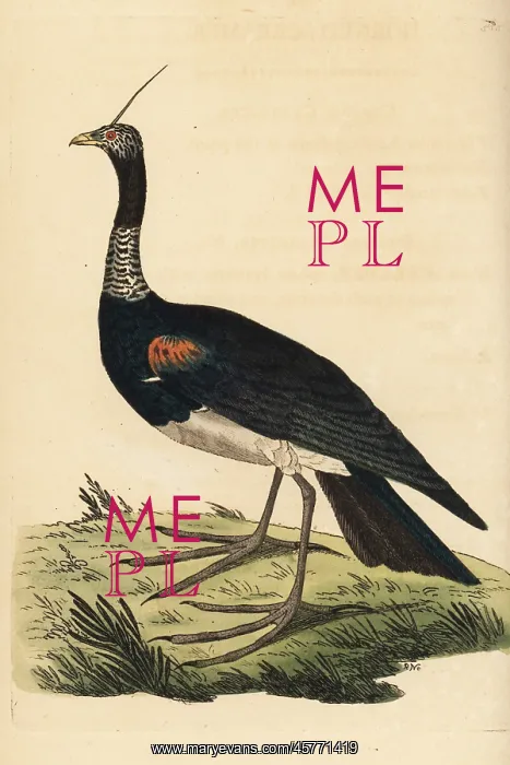 : Horned screamer, Anhima cornuta : Horned screamer, Anhima cornuta