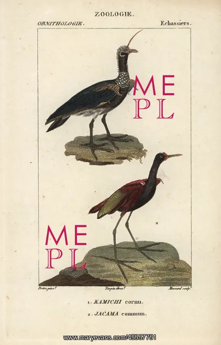 : Horned screamer, Anhima cornuta, and wattled : Horned screamer, Anhima cornuta, and wattled