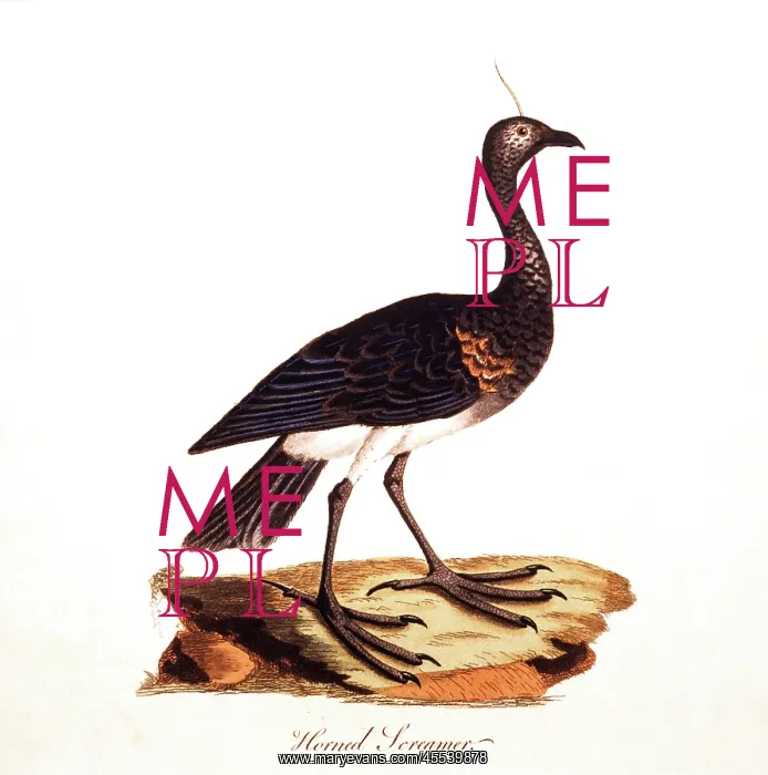 : Horned Screamer - Bird - Animal : Horned Screamer - Bird - Animal