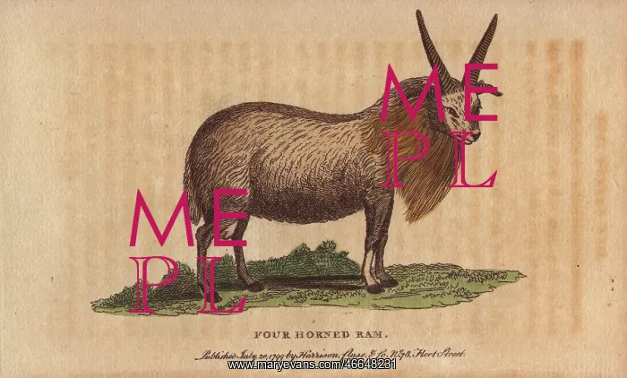 : Four horned sheep, Ovis aries polycerata : Four horned sheep, Ovis aries polycerata