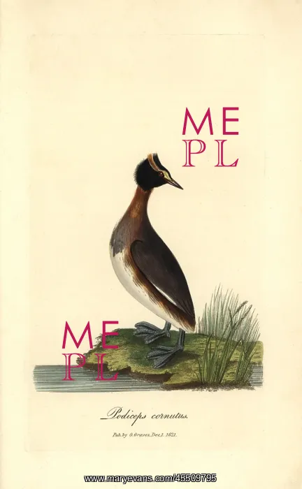 : Horned or Slavonian grebe, Podiceps auritus : Horned or Slavonian grebe, Podiceps auritus