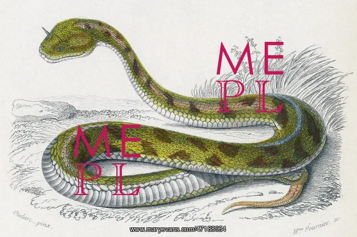 : HORNED VIPER / EGYPT / DUHN : HORNED VIPER / EGYPT / DUHN