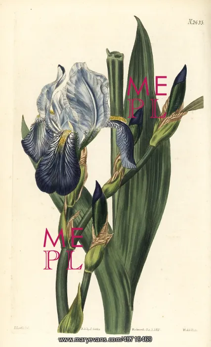 : Horneman's iris, Iris germanica : Horneman's iris, Iris germanica