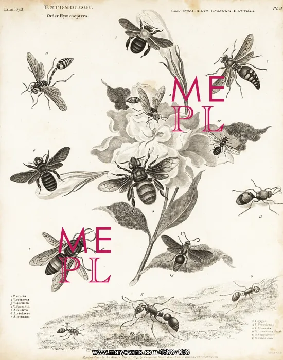 : Hornets, bees, ants and velvet ants : Hornets, bees, ants and velvet ants
