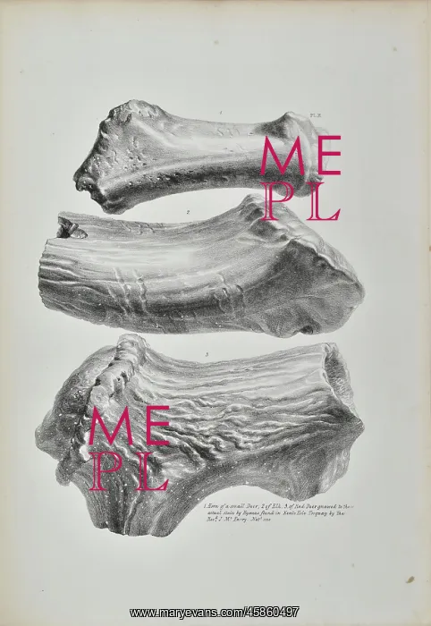 : Horns of a small deer, elk and red deer from Kent's Cavern : Horns of a small deer, elk and red deer from Kent's Cavern