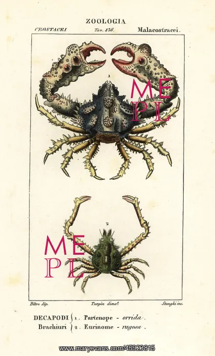 : Horrid elbow crab and unknown crab species : Horrid elbow crab and unknown crab species