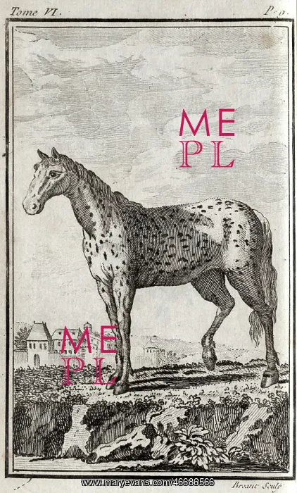 : A horse From: Histoire naturelle generale et particuliere (Vol.8) : A horse From: Histoire naturelle generale et particuliere (Vol.8)
