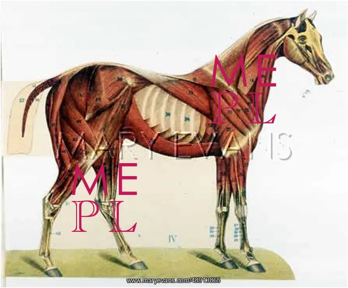  : HORSE / ANATOMY MUSCLES
