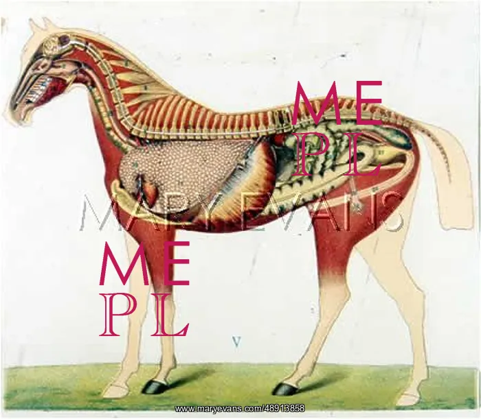 : HORSE / ANATOMY VISCERA : HORSE / ANATOMY VISCERA