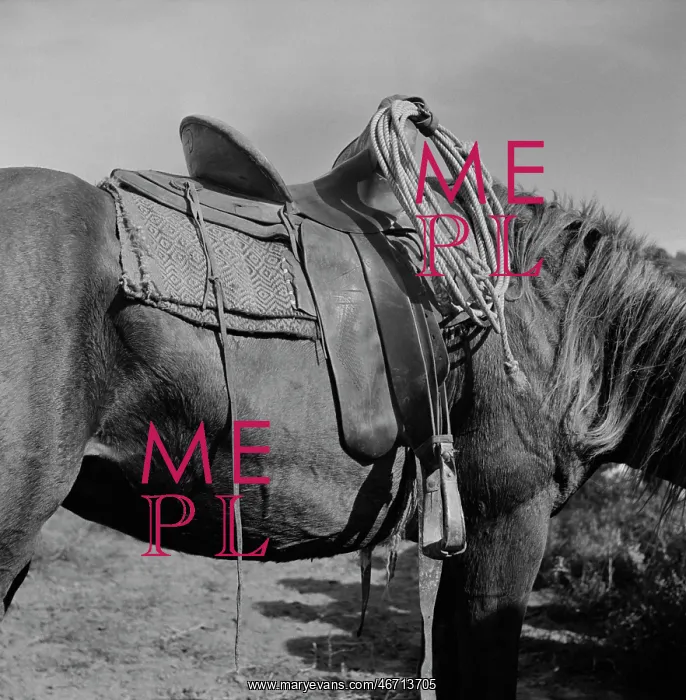 : Horse - Animal - Saddle - Nature : Horse - Animal - Saddle - Nature
