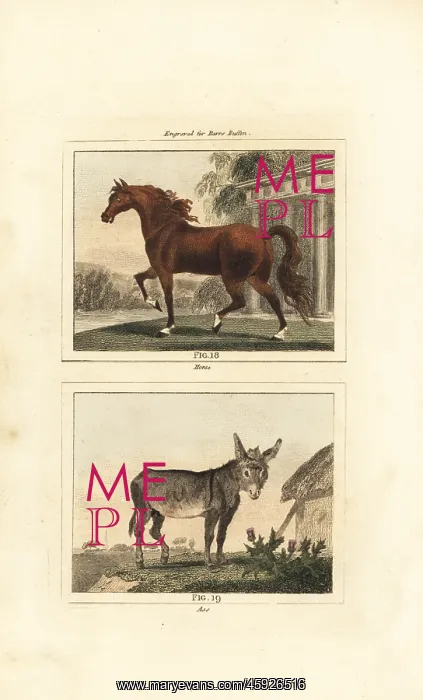 : Horse and ass : Horse and ass