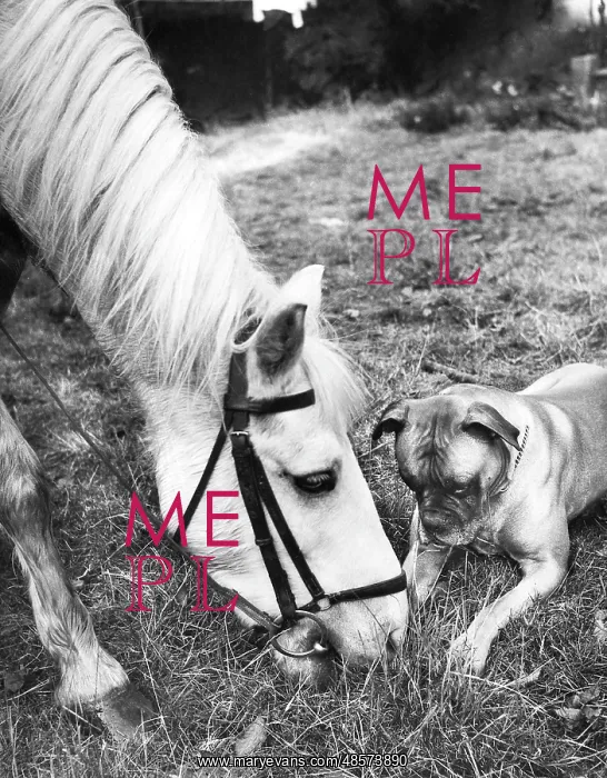  : Horse and Boxer dog