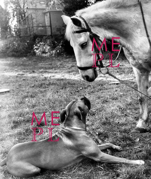  : Horse and Boxer dog