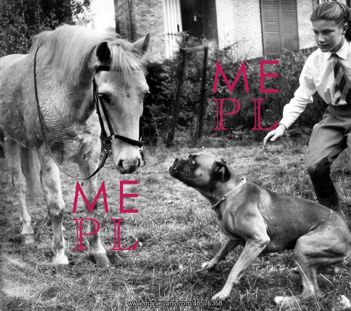 : Horse and Boxer dog : Horse and Boxer dog