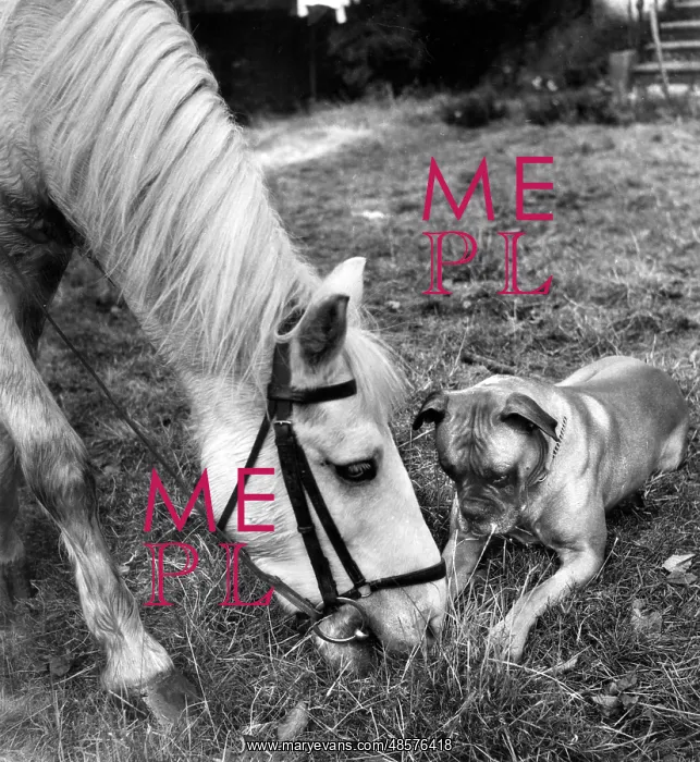  : Horse and Boxer dog
