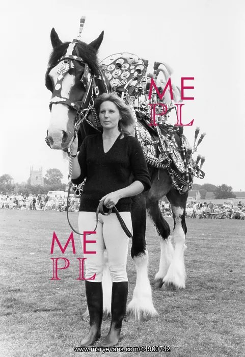 : Horse with brasses at a County Show, Cornwall : Horse with brasses at a County Show, Cornwall