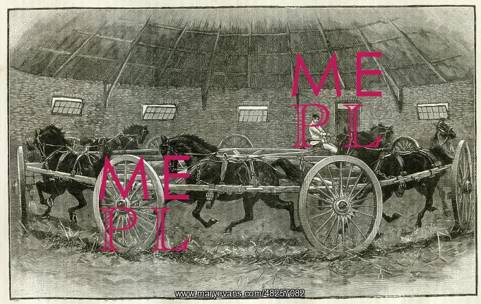  : Horse Breaking at St. Albans 1895