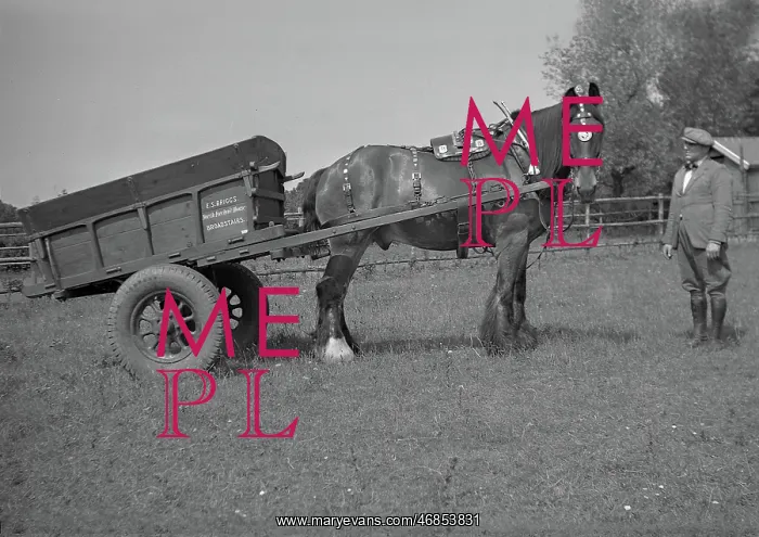 : Horse and cart with owner : Horse and cart with owner