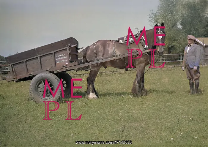 : Horse and cart with owner : Horse and cart with owner