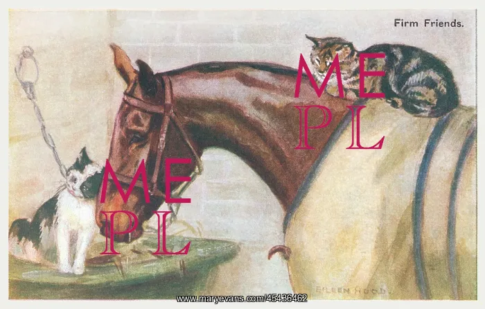 : Horse & Two Cats : Horse & Two Cats