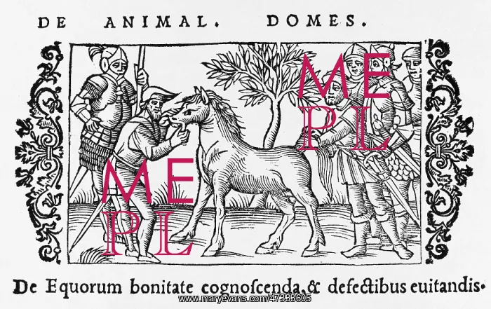 : HORSE / CHECKING MOUTH : HORSE / CHECKING MOUTH