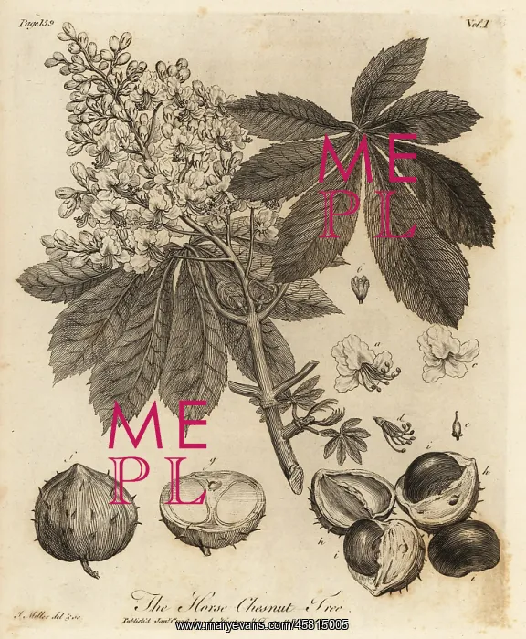 : Horse chestnut, Aesculus hippocastanum : Horse chestnut, Aesculus hippocastanum