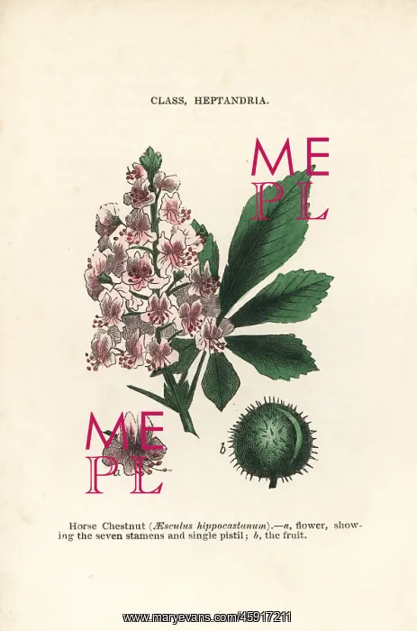 : Horse chestnut, Aesculus hippocastanum : Horse chestnut, Aesculus hippocastanum