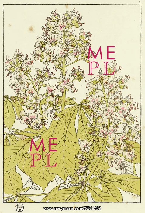 : Horse Chestnut Leaves and blossom : Horse Chestnut Leaves and blossom