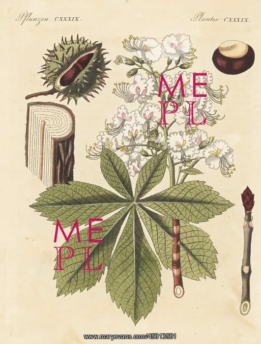 : Horse chestnut tree, Aesculus hippocastanum. Vulnerable : Horse chestnut tree, Aesculus hippocastanum. Vulnerable