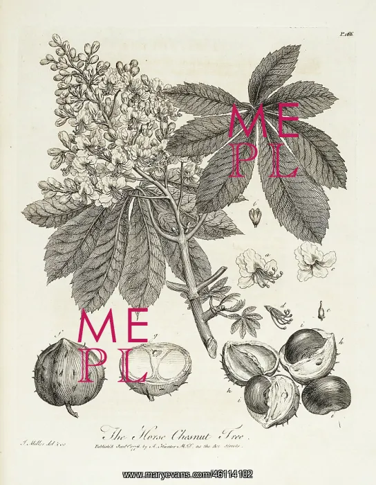 : Horse chestnut tree; Horse-Chesnut tree : Horse chestnut tree; Horse-Chesnut tree
