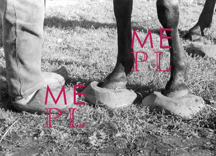 : Horse with clogs East Prussia, 1939 : Horse with clogs East Prussia, 1939