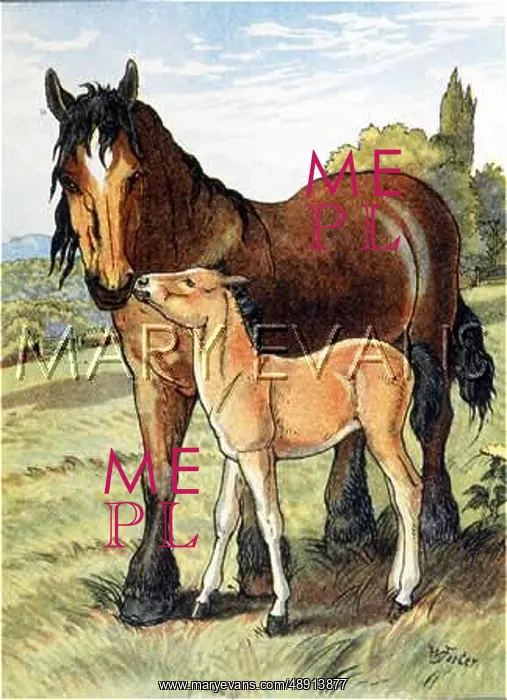 : HORSE & COLT C1910