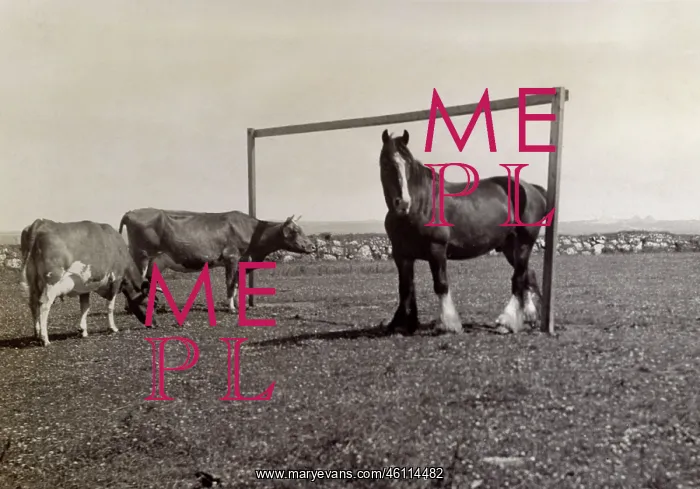 : Horse and two cows in a field : Horse and two cows in a field