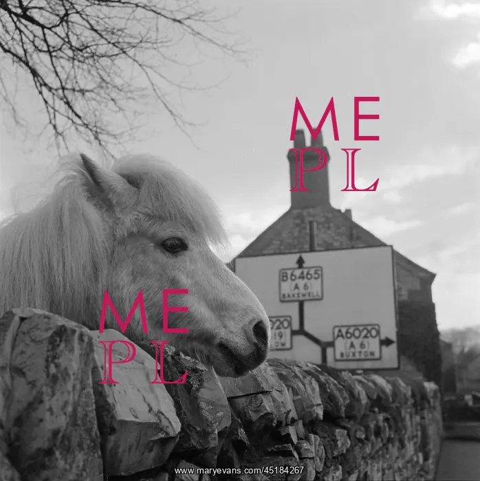 : Horse In Derbyshire : Horse In Derbyshire