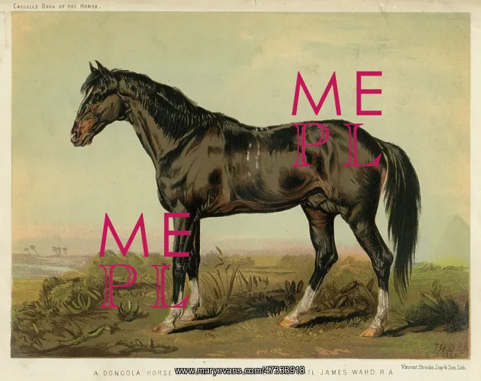  : HORSE DONGOLA