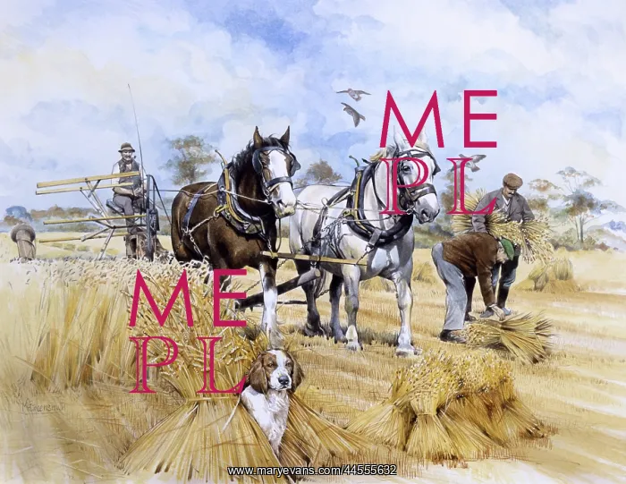 : Horse-drawn harvester : Horse-drawn harvester