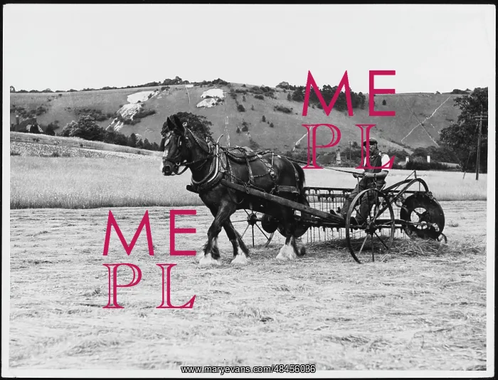 : HORSE DRAWN HAYMAKING : HORSE DRAWN HAYMAKING