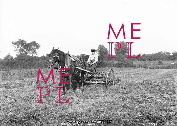 : Horse Drawn Rake : Horse Drawn Rake