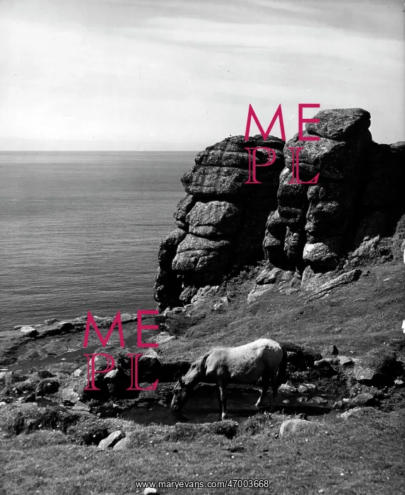 : A horse drinking on the coast of Lundy Island : A horse drinking on the coast of Lundy Island