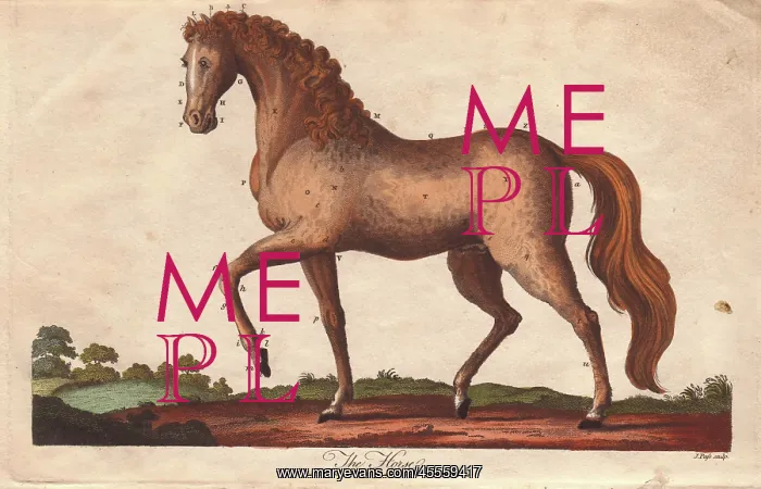 : Horse, Equus caballus : Horse, Equus caballus