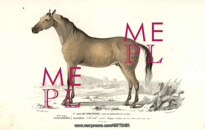 : Horse, Equus caballus : Horse, Equus caballus
