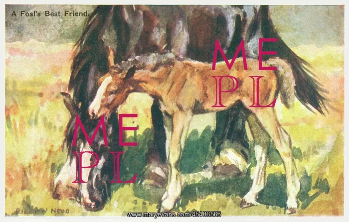 : Horse & Foal : Horse & Foal