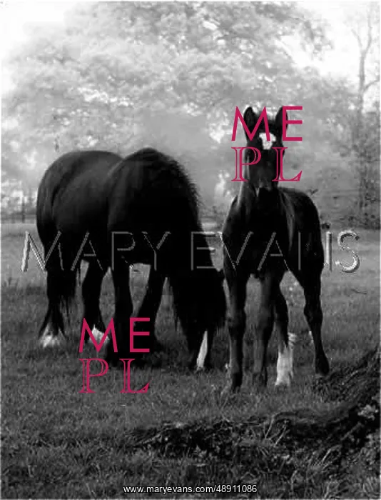 : HORSE AND FOAL : HORSE AND FOAL